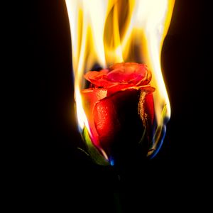 Превью обои роза, цветок, пламя, огонь