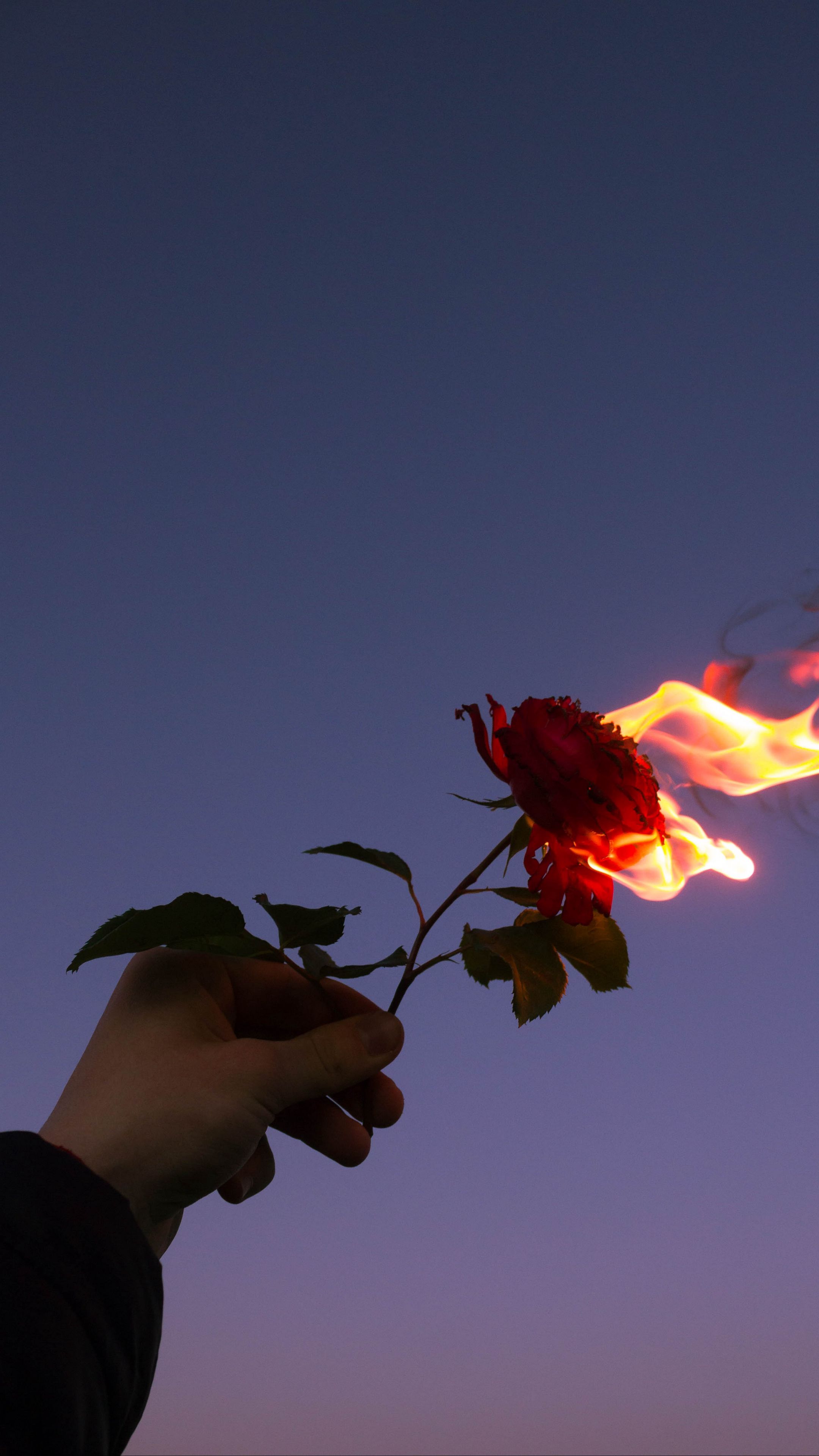 Роза Огненный дракон