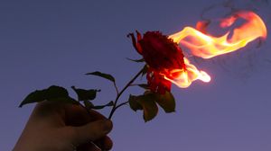 Превью обои роза, цветок, пламя, рука, огонь
