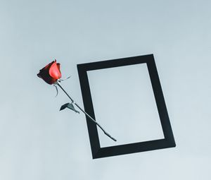 Превью обои роза, цветок, рамка, рука, минимализм