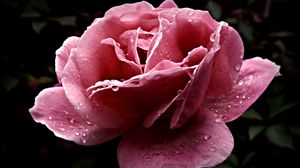 Превью обои роза, цветок, распущенная, розовая, крупный план, капли