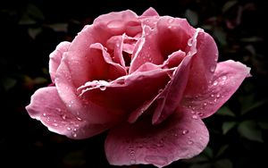 Превью обои роза, цветок, распущенная, розовая, крупный план, капли