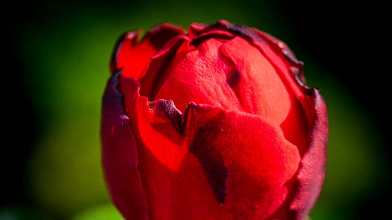 Обои роза, цветок, размытие, красный, бутон