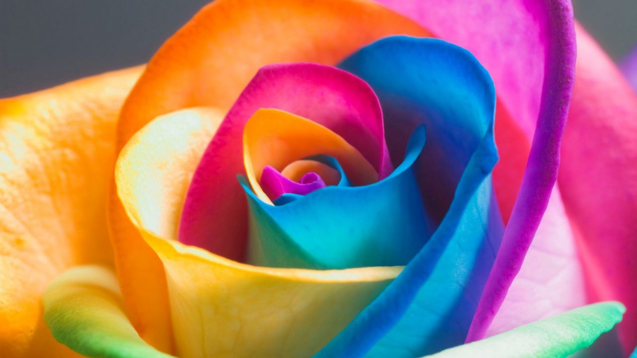 Обои роза, цветок, разноцветный, крупным планом, лепестки