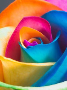 Превью обои роза, цветок, разноцветный, крупным планом, лепестки