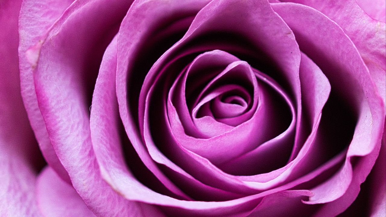 Обои роза, цветок, романтика, крупный план, розовый, лепестки