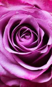 Превью обои роза, цветок, романтика, крупный план, розовый, лепестки