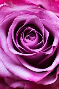 Превью обои роза, цветок, романтика, крупный план, розовый, лепестки