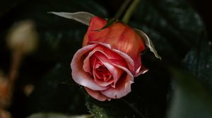 Превью обои роза, цветок, розовый, растение, цветение