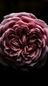 Превью обои роза, цветок, розовый, темный, крупный план