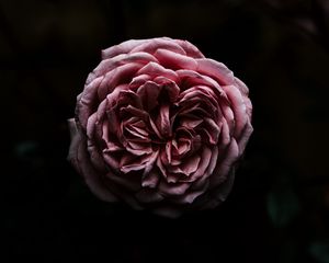 Превью обои роза, цветок, розовый, темный, крупный план