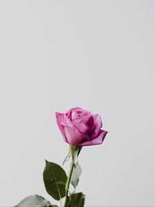 Превью обои роза, цветок, розовый, минимализм