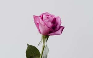Превью обои роза, цветок, розовый, минимализм