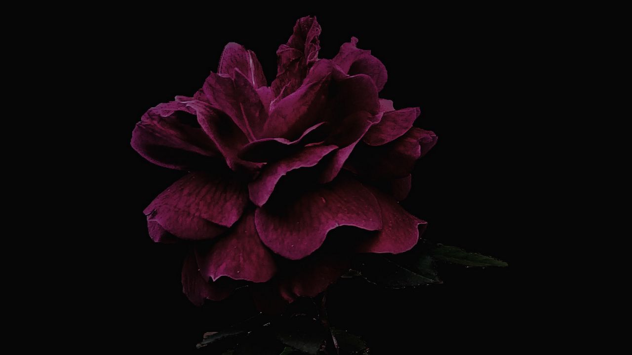 Обои роза, цветок, розовый, темный