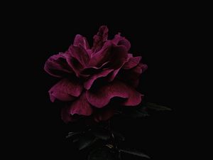 Превью обои роза, цветок, розовый, темный