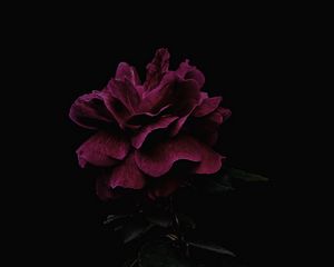 Превью обои роза, цветок, розовый, темный
