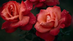 Превью обои роза, цветок, розовый, мокрый, капли, роса