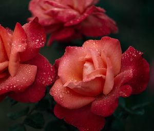 Превью обои роза, цветок, розовый, мокрый, капли, роса