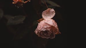 Превью обои роза, цветок, розовый, капли, роса, мокрый