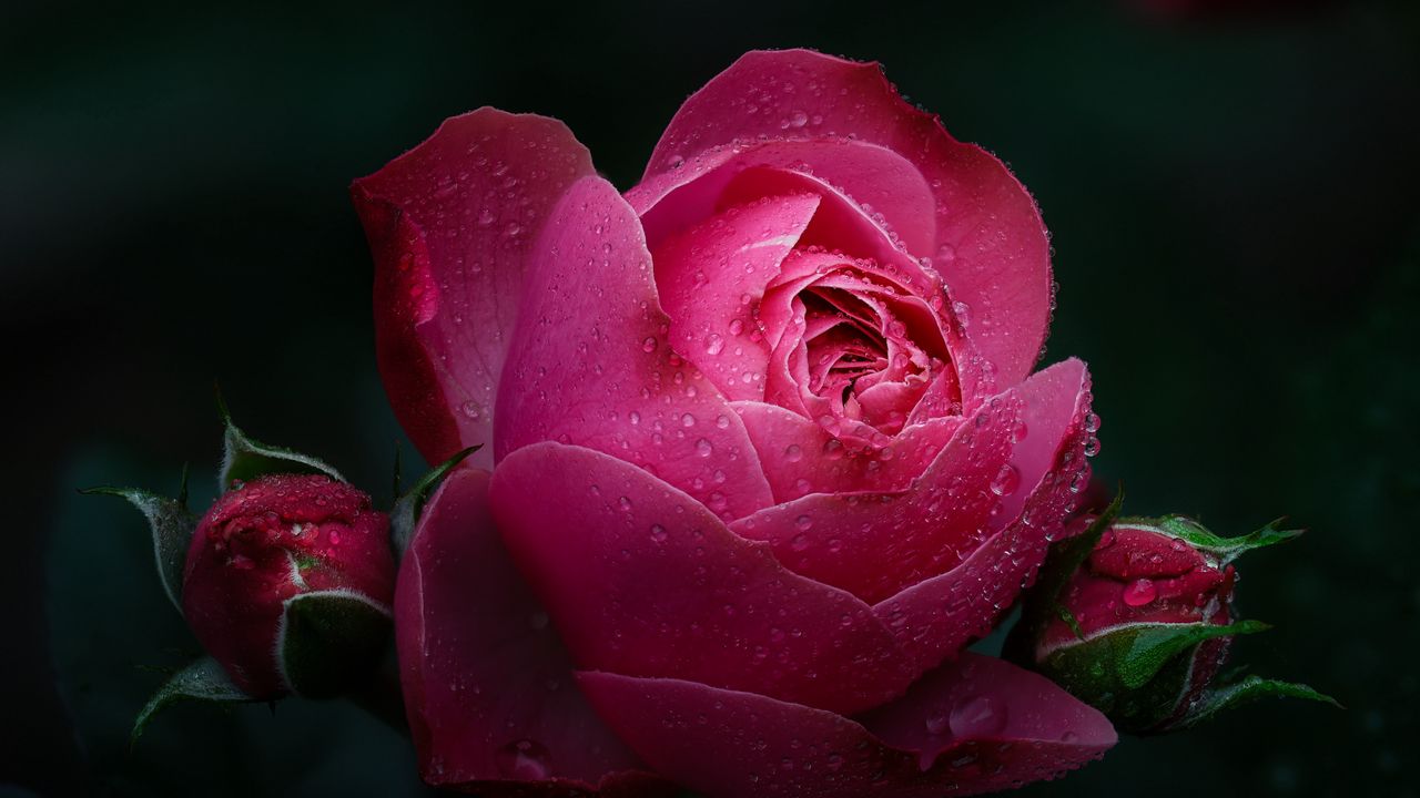Обои роза, цветок, розовый, капли, роса, мокрый, цветение