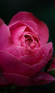 Превью обои роза, цветок, розовый, капли, роса, мокрый, цветение
