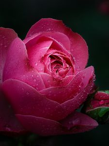Превью обои роза, цветок, розовый, капли, роса, мокрый, цветение