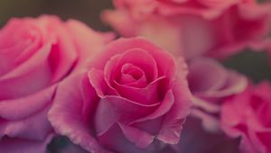 Превью обои роза, цветок, розовый, лепестки