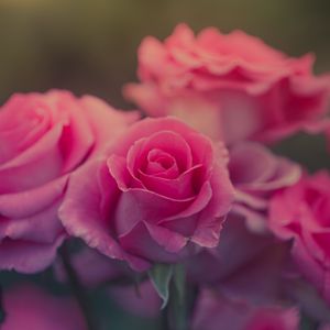 Превью обои роза, цветок, розовый, лепестки