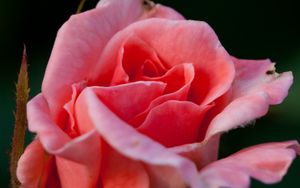 Превью обои роза, цветок, розовый, макро, лепестки