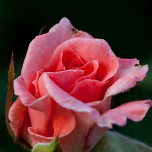 Превью обои роза, цветок, розовый, макро, лепестки