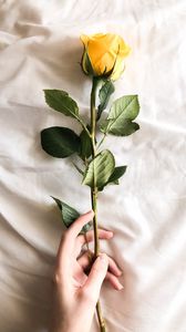 Превью обои роза, цветок, рука, ткань