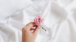 Превью обои роза, цветок, рука, белый, розовый