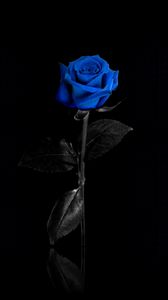 Превью обои роза, цветок, синяя, сетка, отражение