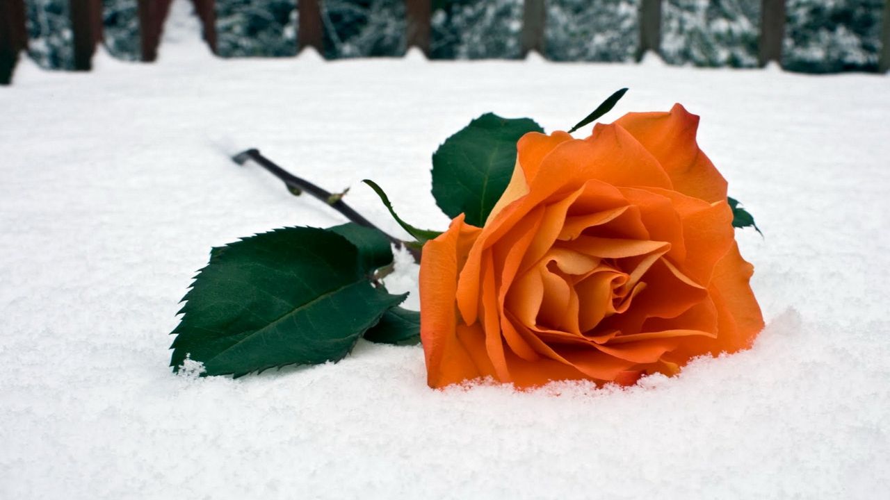 Обои роза, цветок, снег, зима, листья