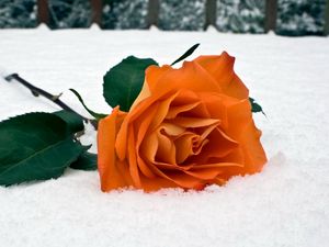 Превью обои роза, цветок, снег, зима, листья