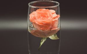 Превью обои роза, цветок, стакан, вода