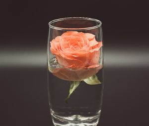 Превью обои роза, цветок, стакан, вода