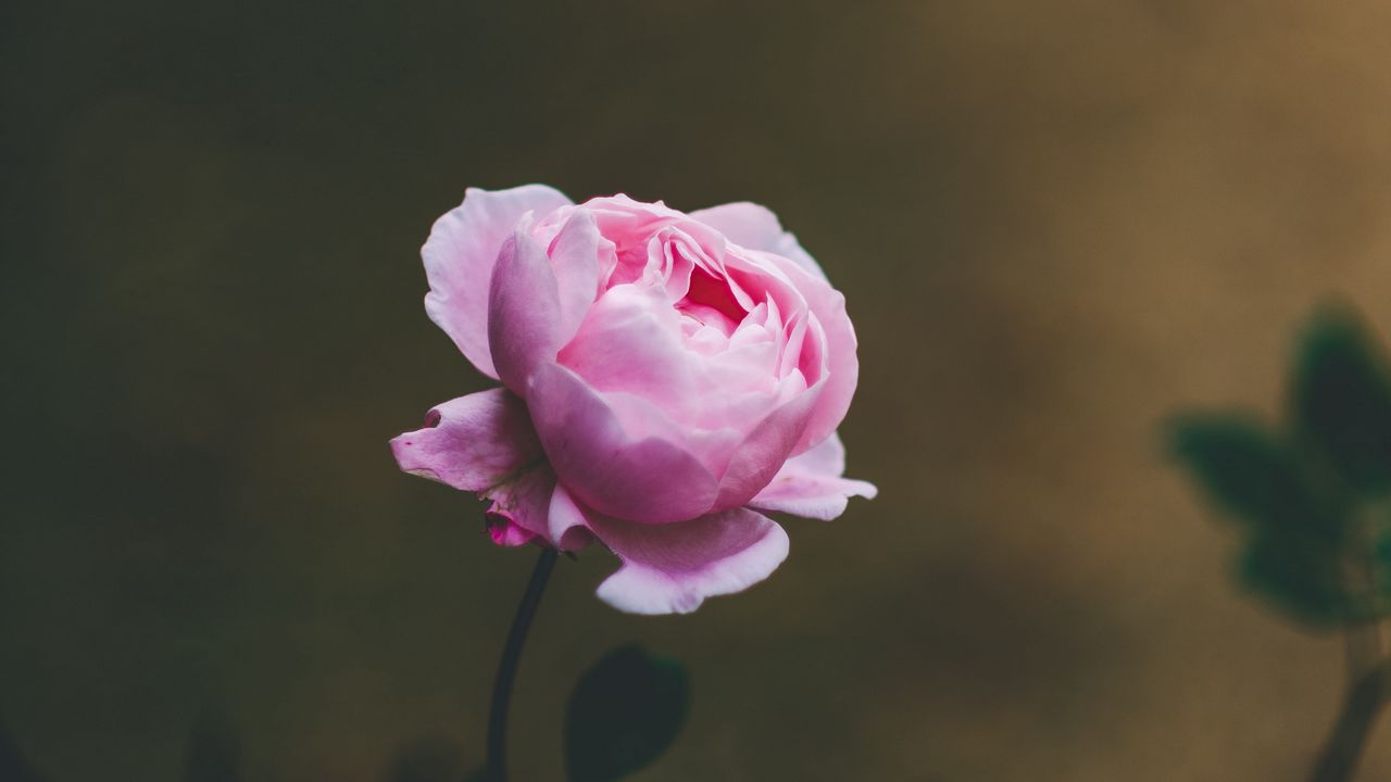 Обои роза, цветок, светло-розовый, цветет, красивый, нежный