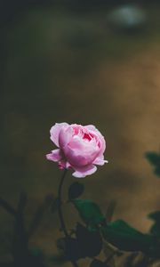 Превью обои роза, цветок, светло-розовый, цветет, красивый, нежный