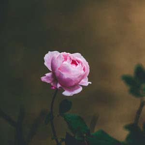 Превью обои роза, цветок, светло-розовый, цветет, красивый, нежный