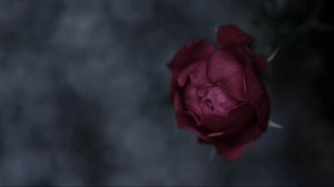 Превью обои роза, цветок, темный, цветние