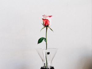 Превью обои роза, цветок, ваза