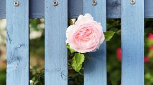 Превью обои роза, цветок, забор, цветение, розовый