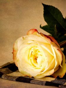 Превью обои роза, цветок, желтая, лежать, салфетка, чайная пара