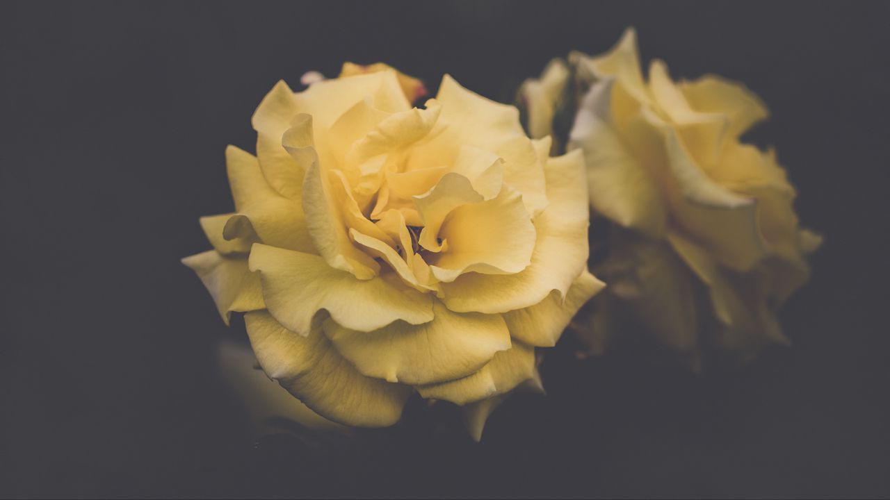 Обои роза, цветок, желтый, лепестки, эстетика