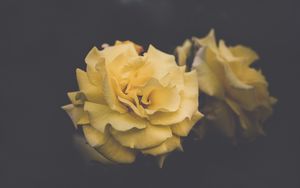 Превью обои роза, цветок, желтый, лепестки, эстетика