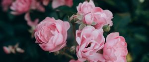 Превью обои роза, цветы, куст, лепестки, розовый