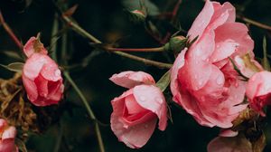 Превью обои роза, цветы, кусты, лепестки, розовый