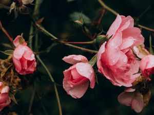 Превью обои роза, цветы, кусты, лепестки, розовый