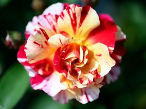 Превью обои роза, цветы, лепестки, растение